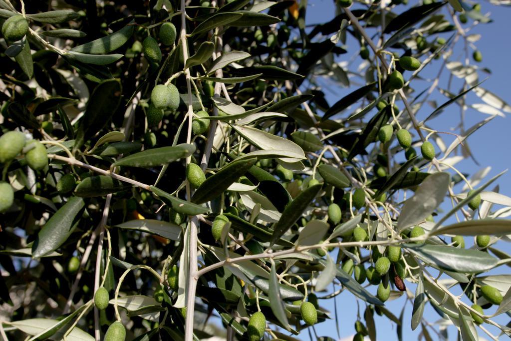 Agricostella Agriturismo Βιέστε Εξωτερικό φωτογραφία